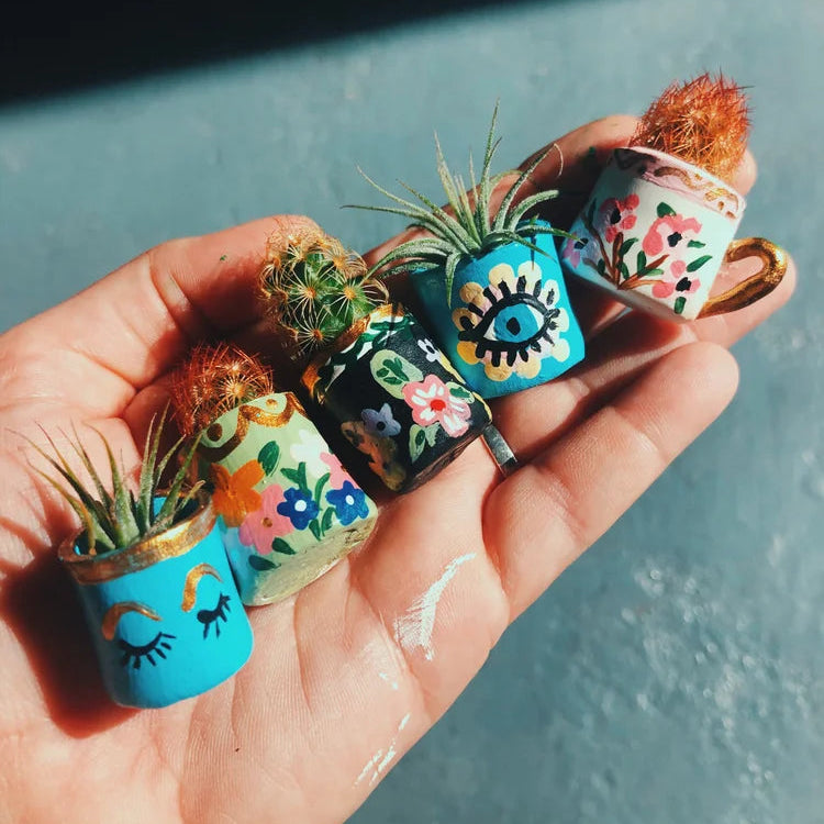 O'Berry's Succulent Mini Air Plants
