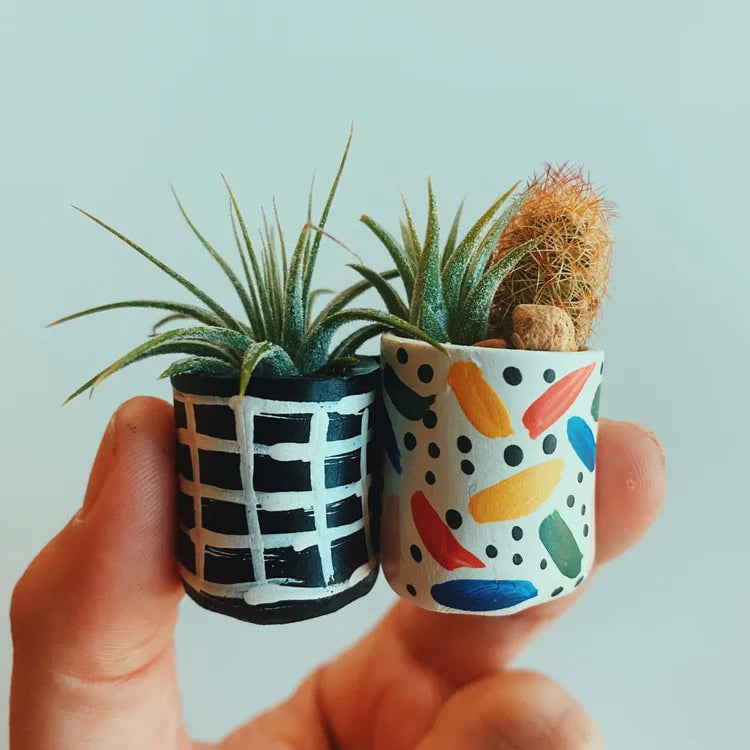 O'Berry's Succulent Mini Air Plants